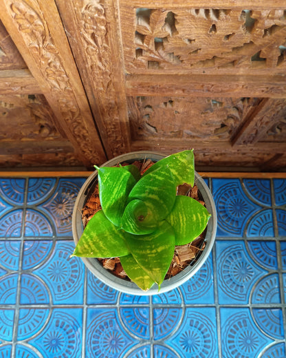 Dracaena Hahnii
