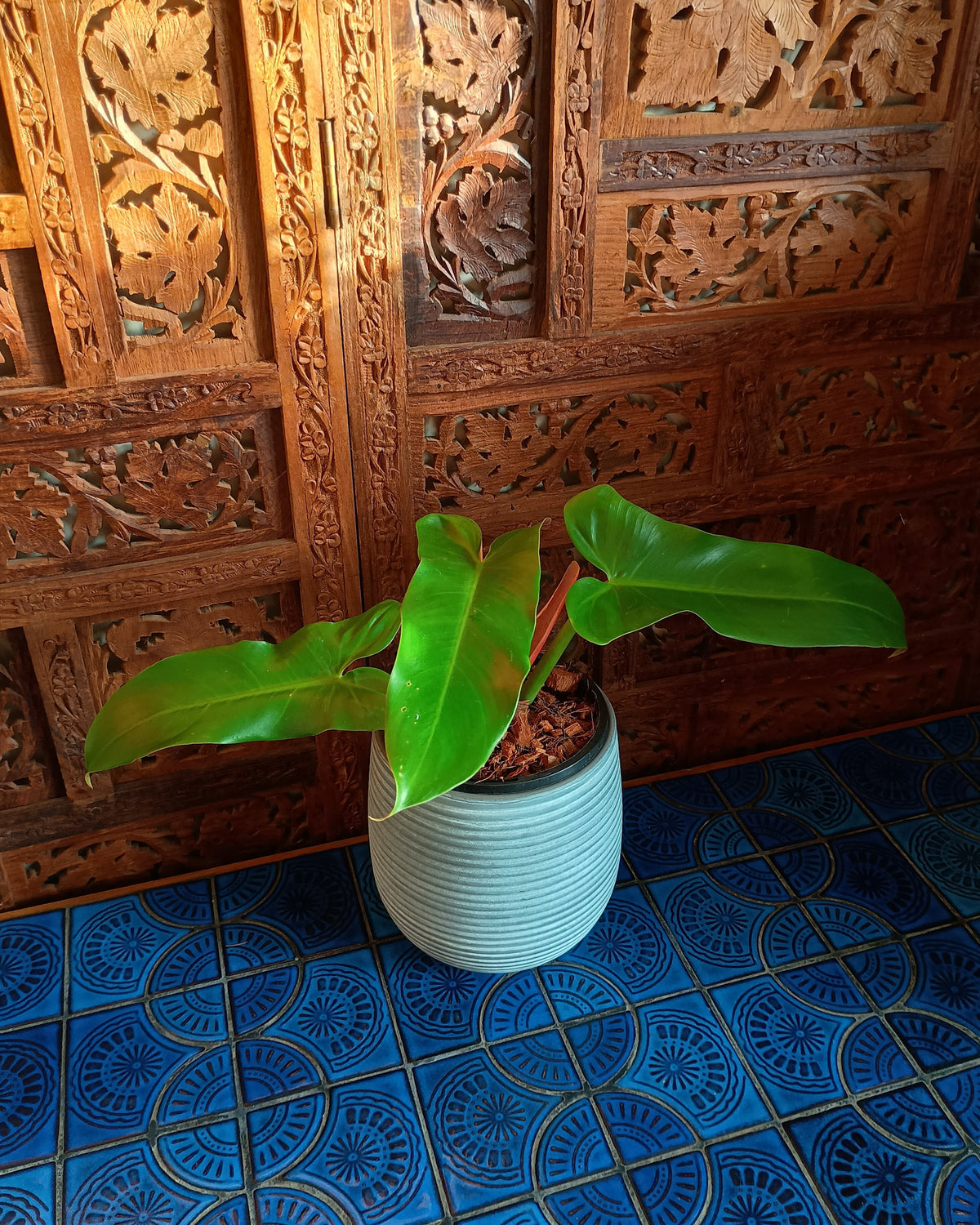 Philodendron Mexicanum
