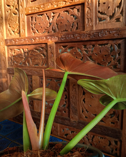 Philodendron Mexicanum