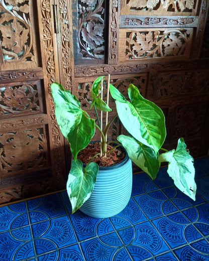 Syngonium 3 Kings