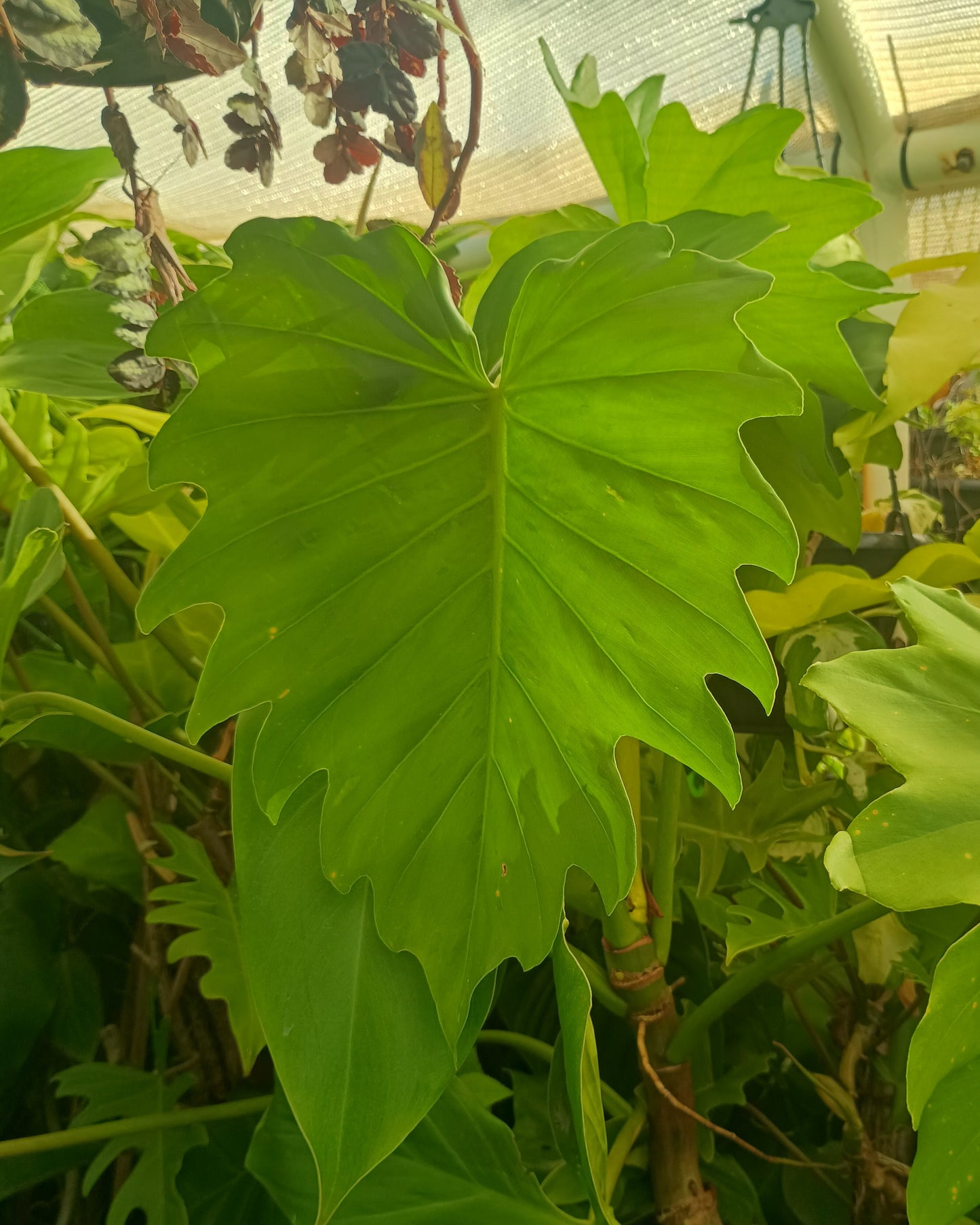🌱 Philodendron Lacerum