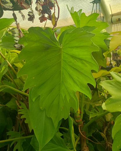 🌱 Philodendron Lacerum
