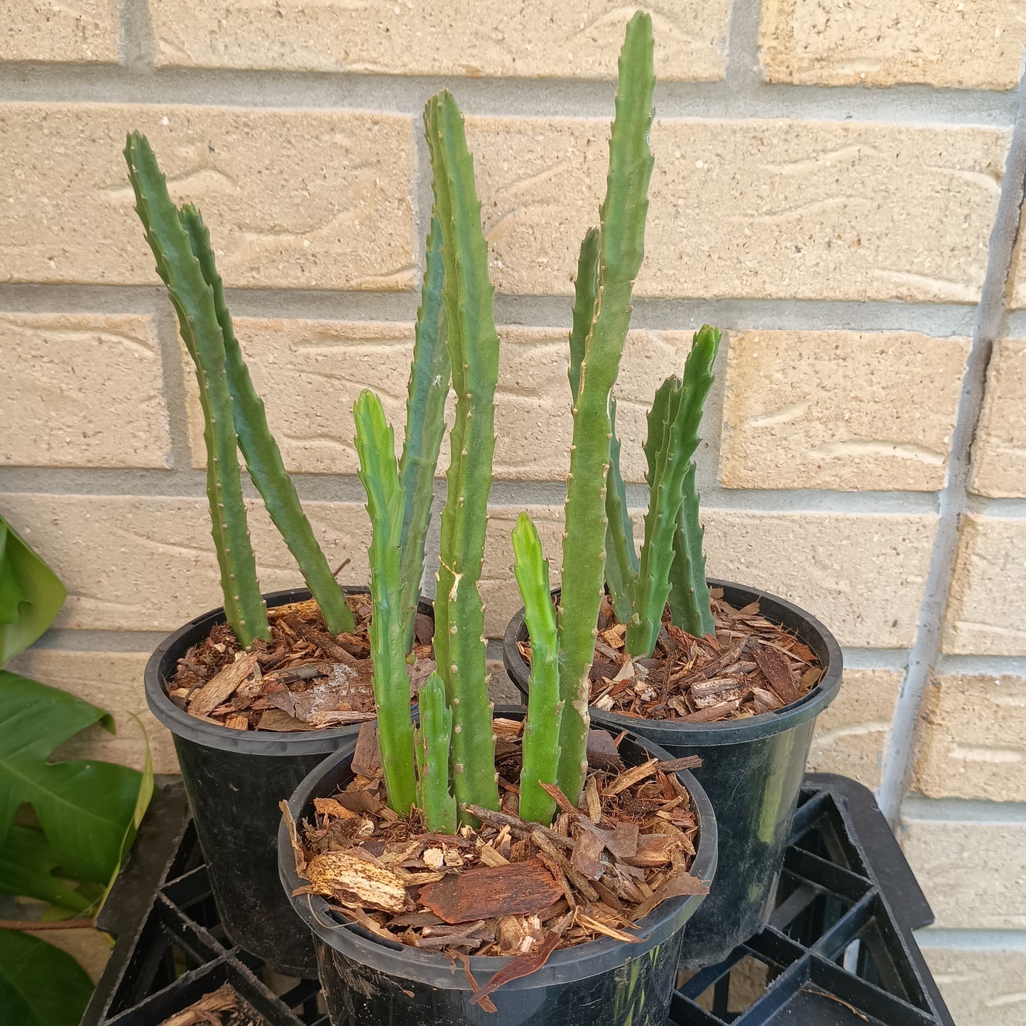 Stapelia Grandiflora