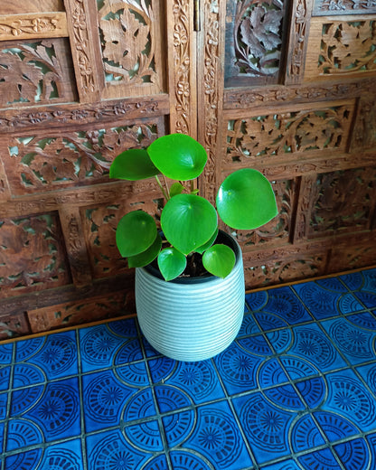 Peperomia Polybotrya 130single