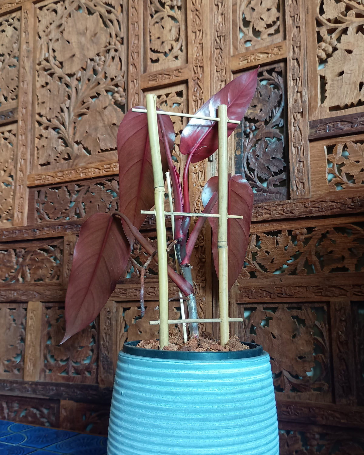 Philodendron Anderson's Red