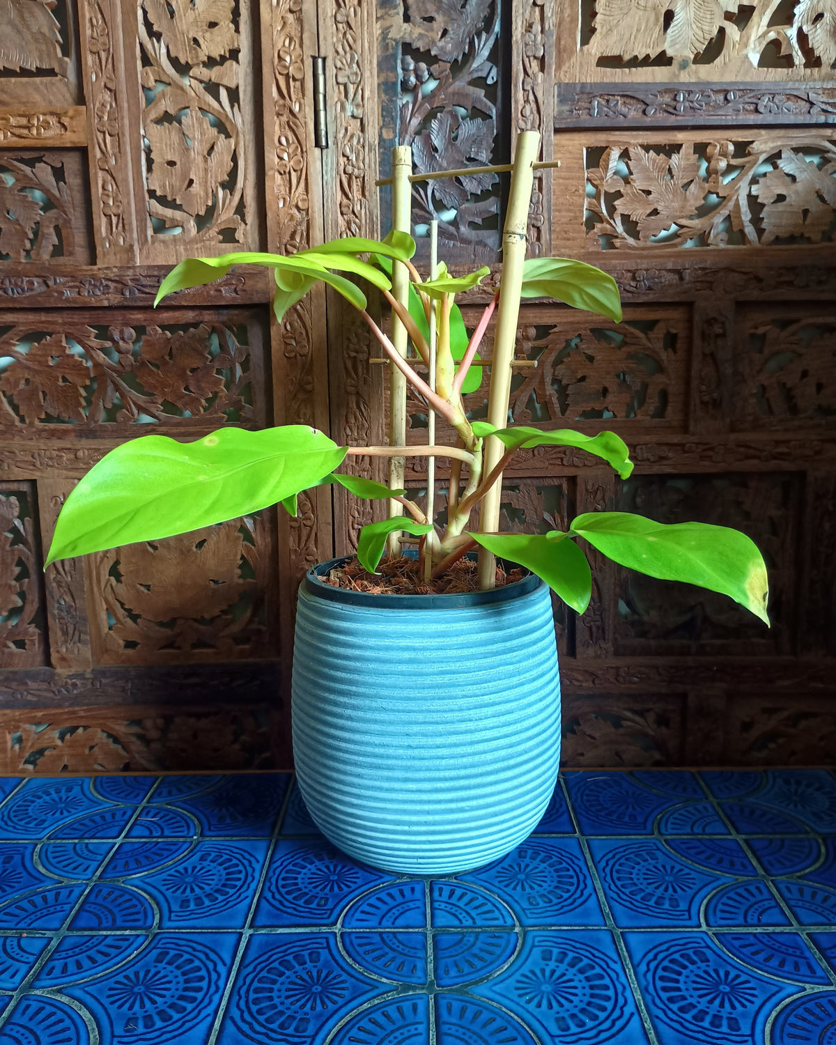 Philodendron Lemon Lime Large