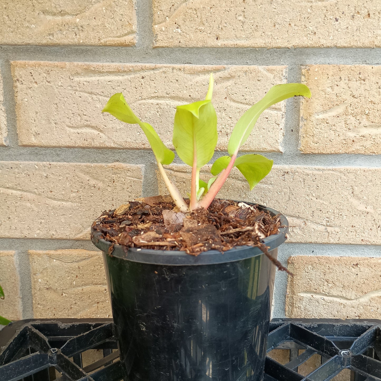 Philodendron Lemon Lime #130A