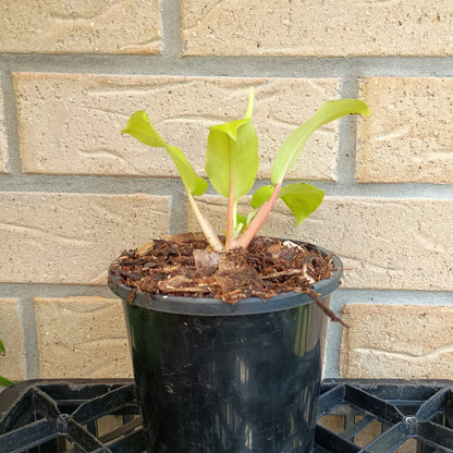 Philodendron Lemon Lime #130A