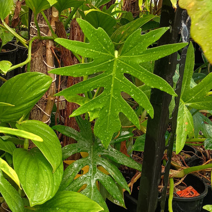 Philodendron Radiatum