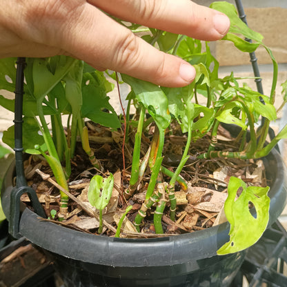 Monstera Adansonii Hanging Basket