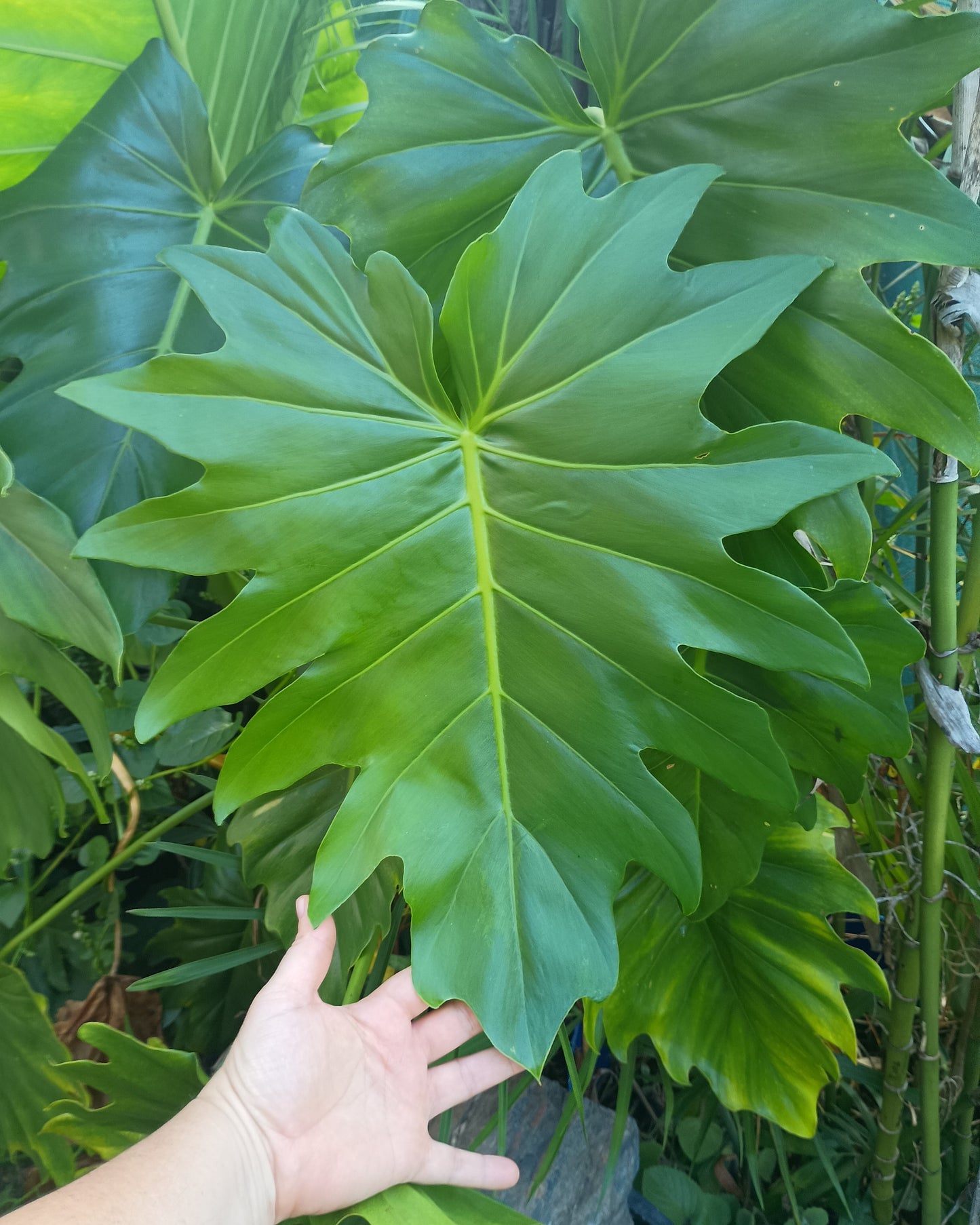 🌱 Philodendron Lacerum