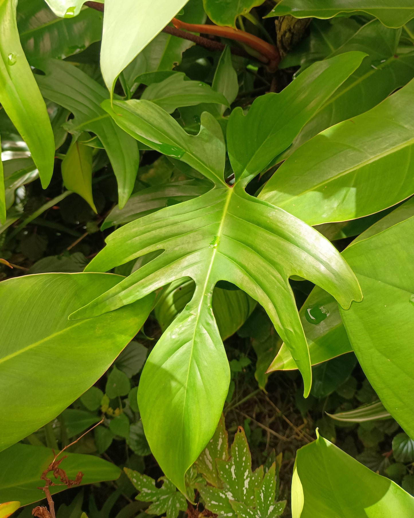 Philodendron Florida