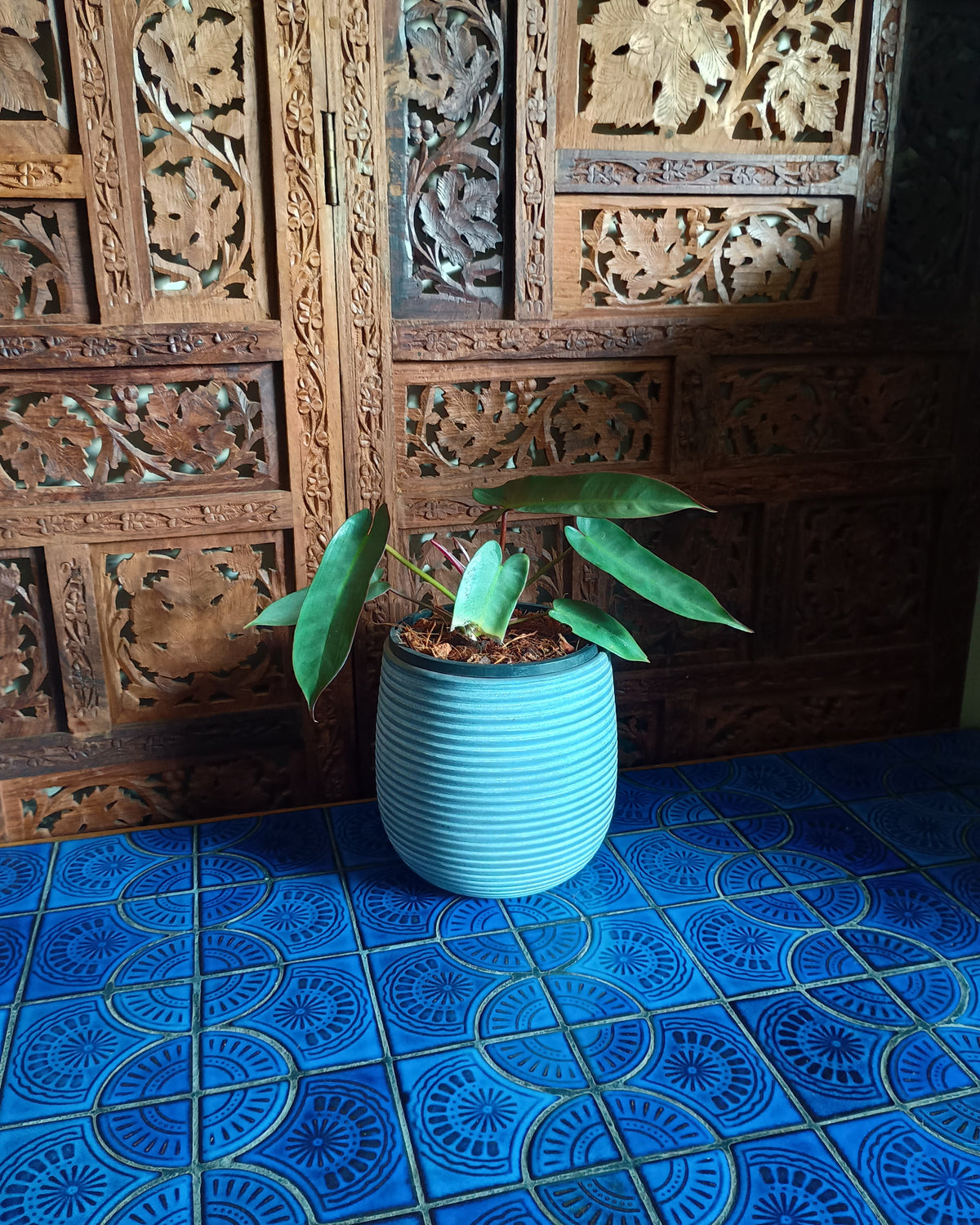 Philodendron Atabapoense