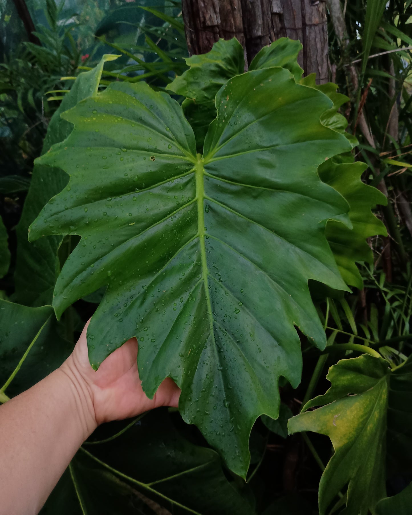 🌱 Philodendron Lacerum