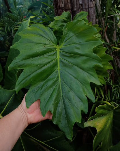 🌱 Philodendron Lacerum