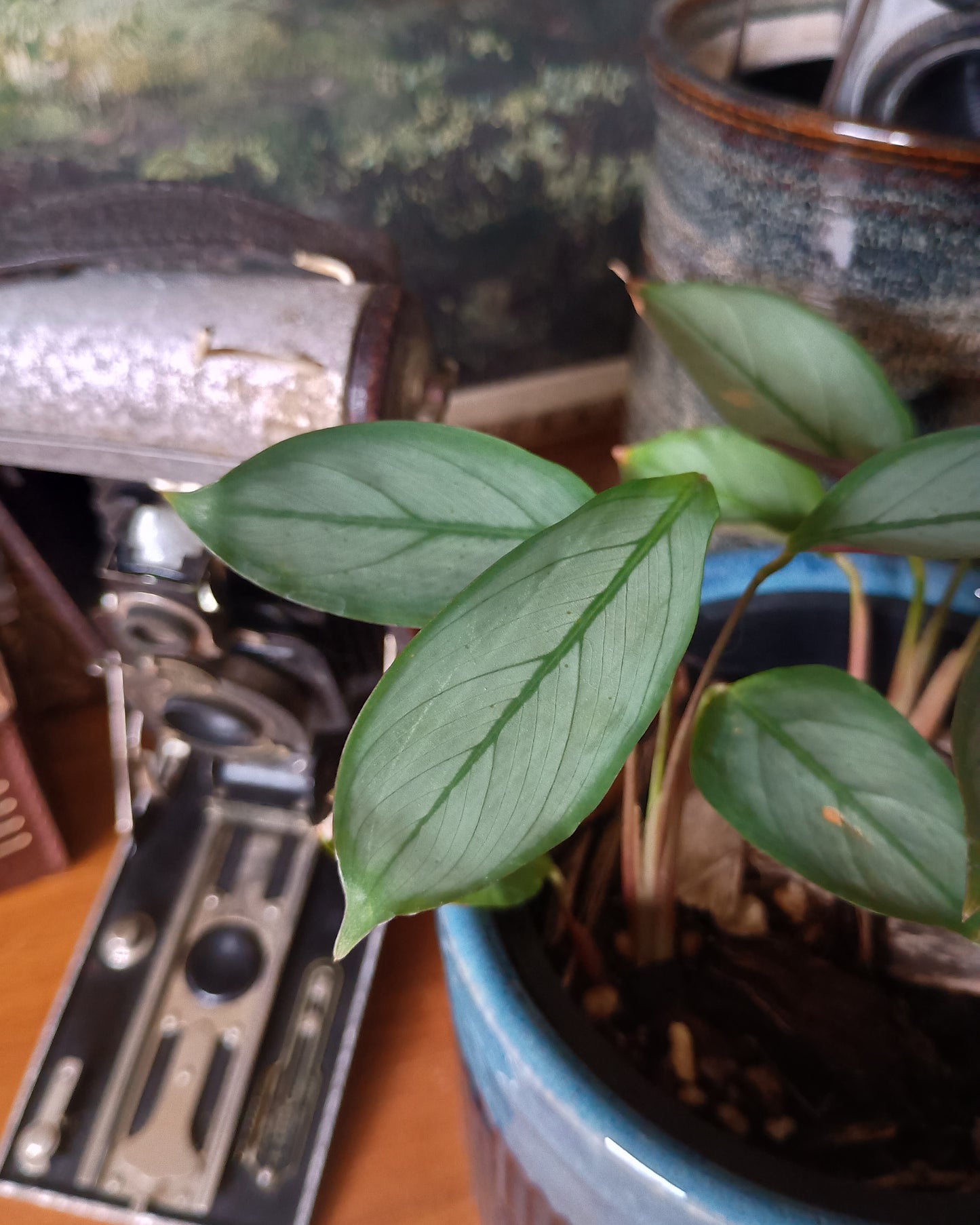Ctenanthe Grey Star