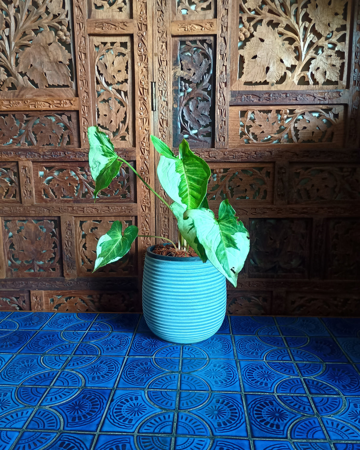 Syngonium 3 Kings