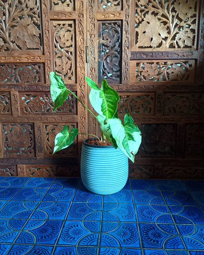 Syngonium 3 Kings
