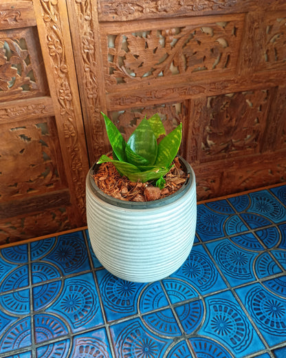 Dracaena Hahnii