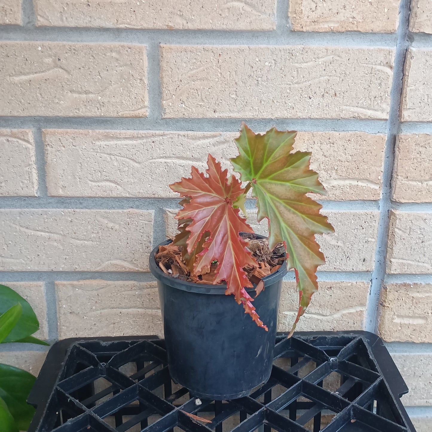 Begonia Irene Nuss