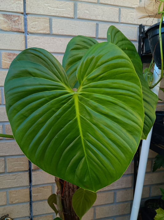 P.Eximium#2