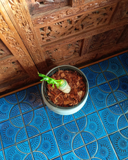 Philodendron Warscewiczii