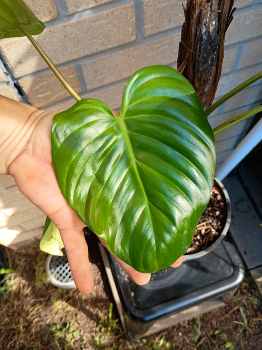 P.Eximium #1
