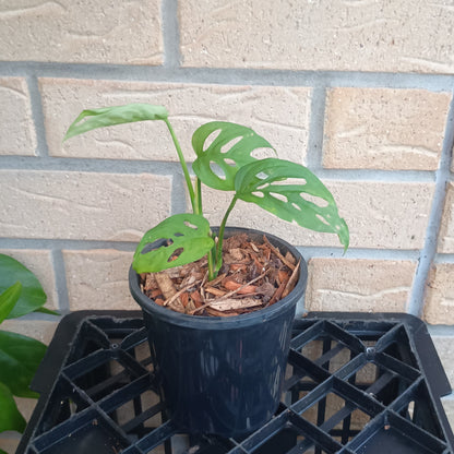 Monstera Adansonii