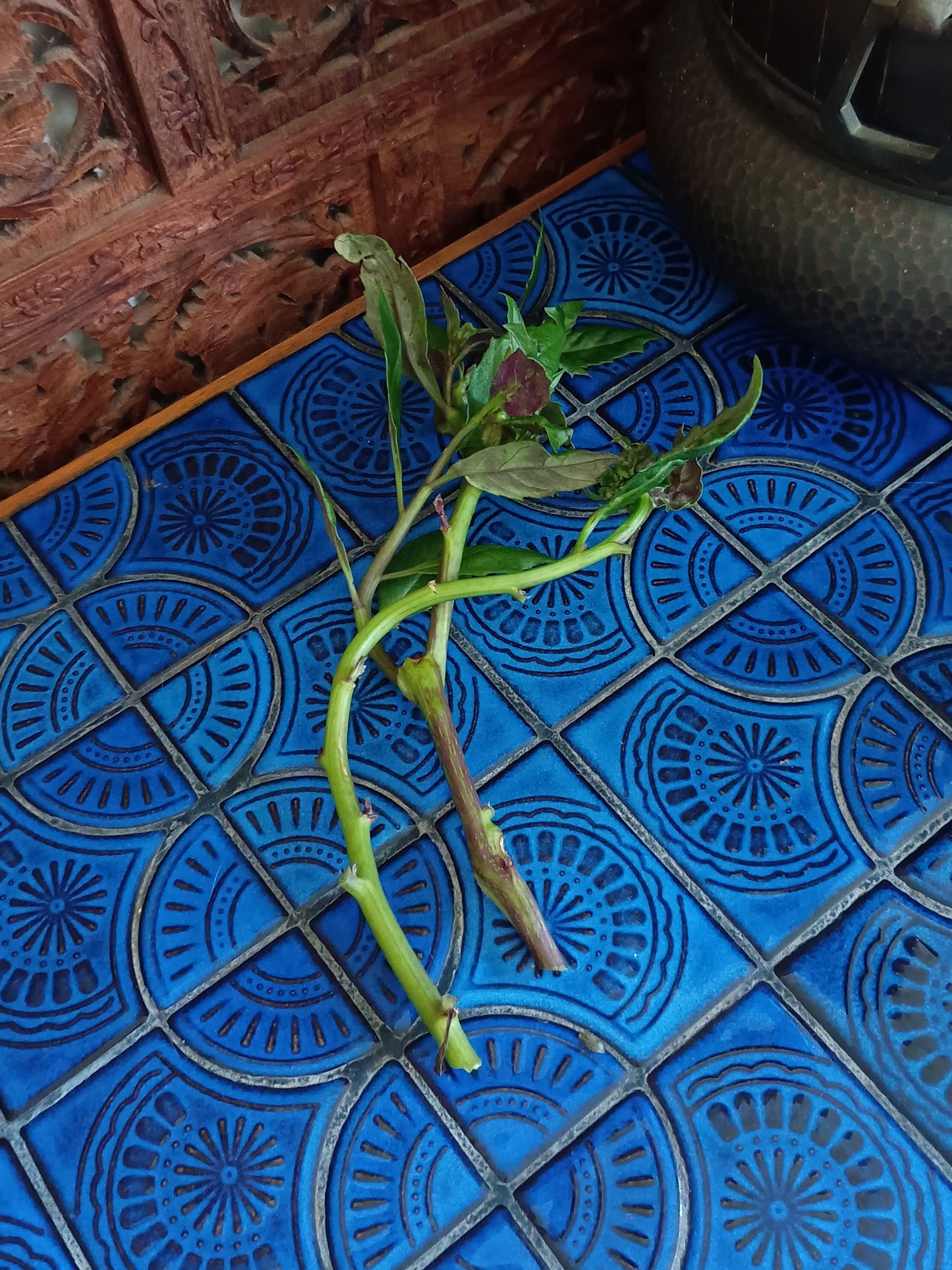 Gynura Bicolor aka Okinawa Spinach