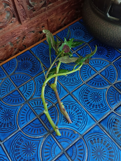Gynura Bicolor aka Okinawa Spinach