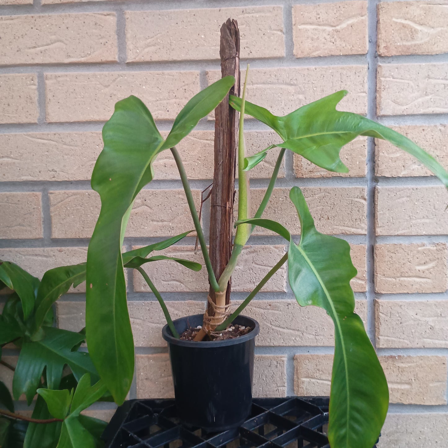 Philodendron Jerry Horne #130.500BT.A