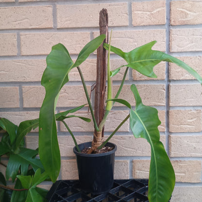 Philodendron Jerry Horne #130.500BT.A