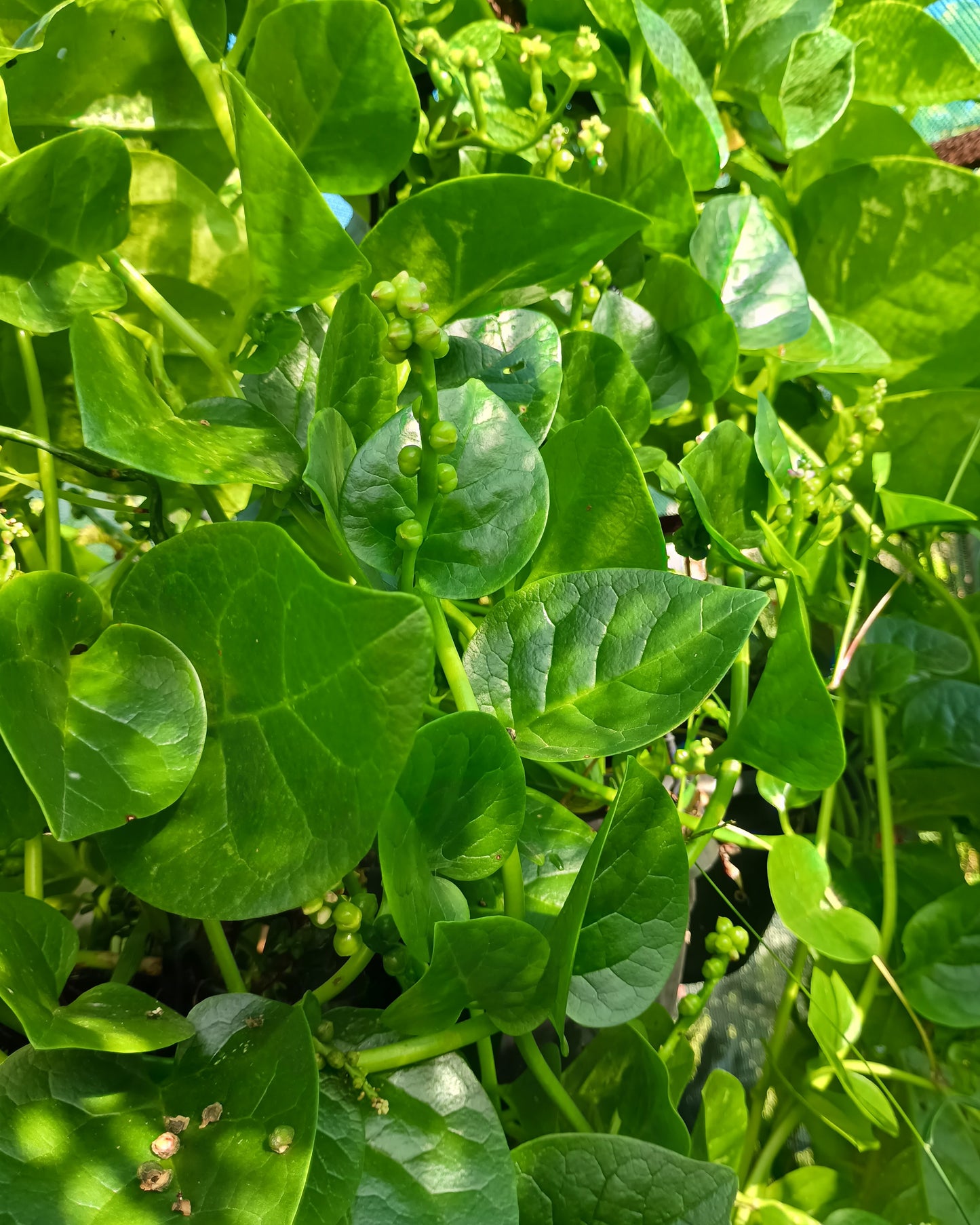 Basella alba ( Malabar Spinach )