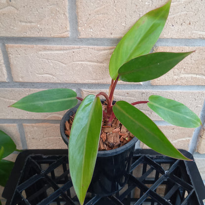 Philodendron Erubescens Red Emerald