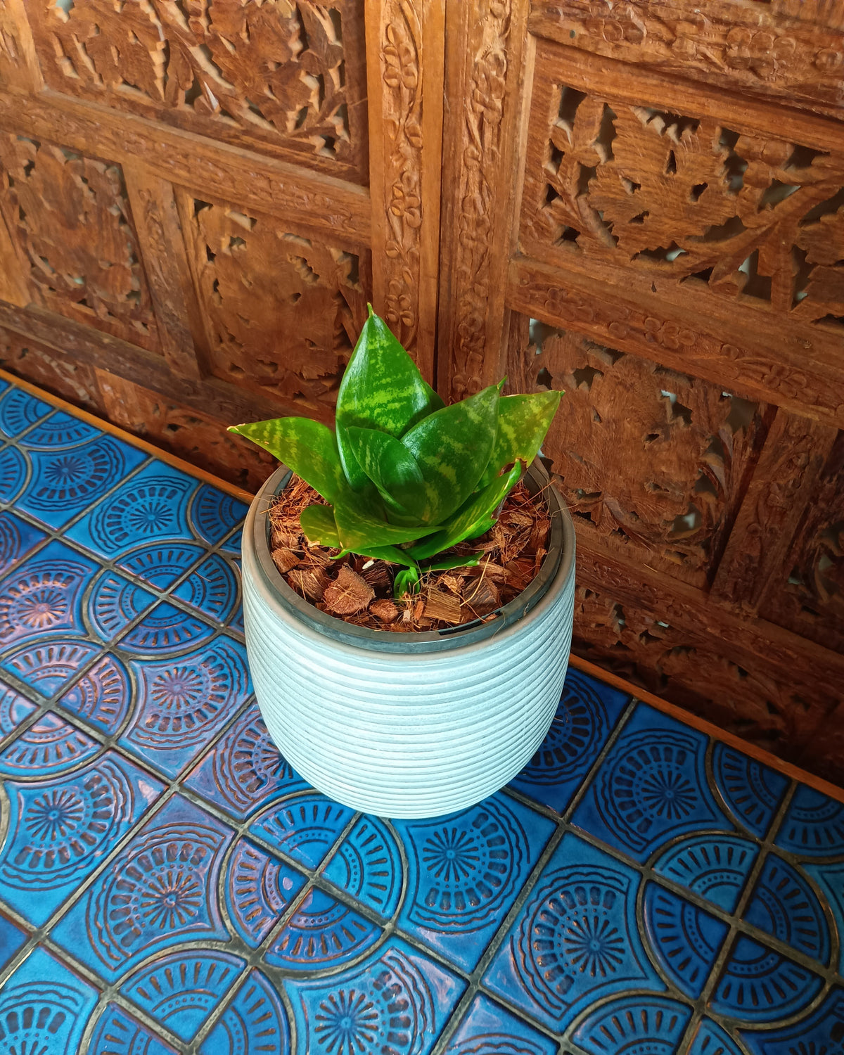 Dracaena Hahnii
