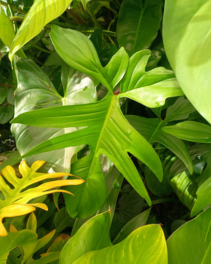 Philodendron Florida
