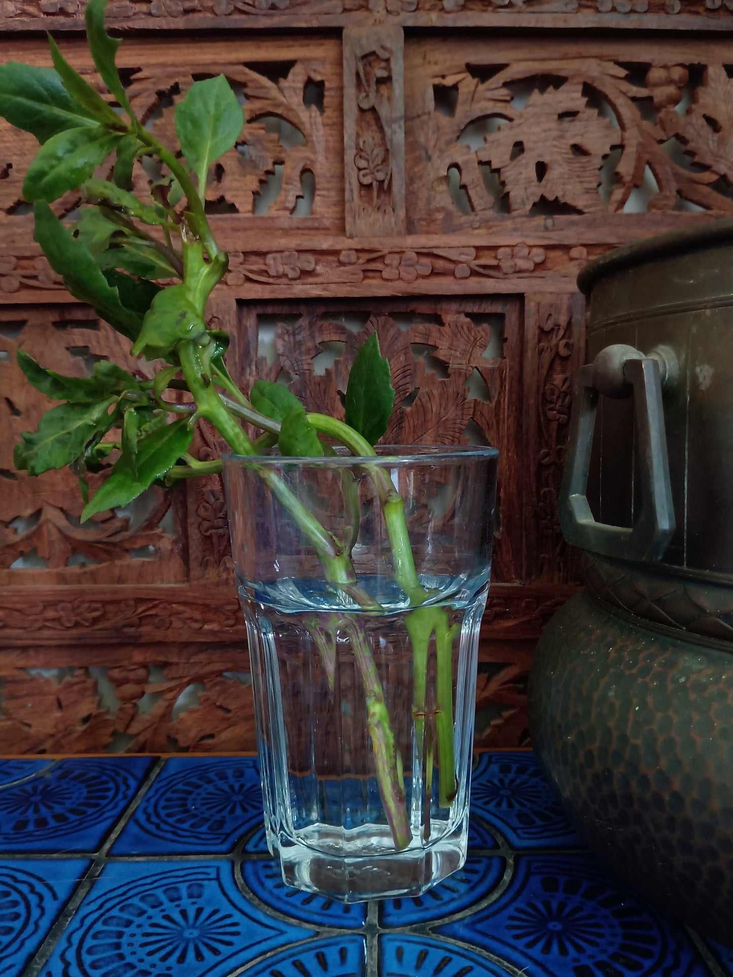 Gynura Bicolor aka Okinawa Spinach