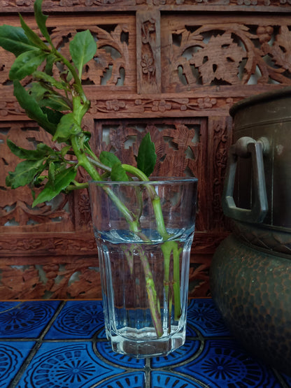 Gynura Bicolor aka Okinawa Spinach