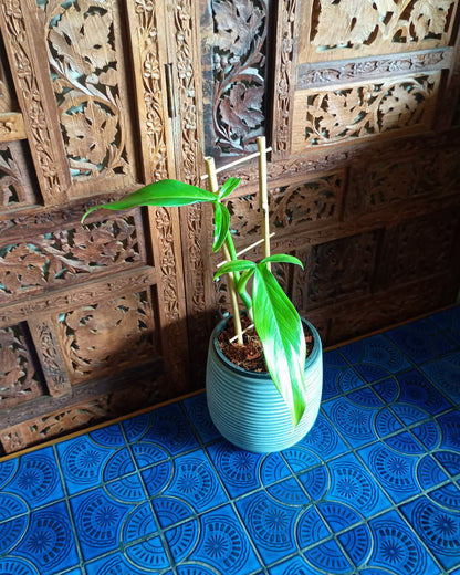Philodendron Tripartitum