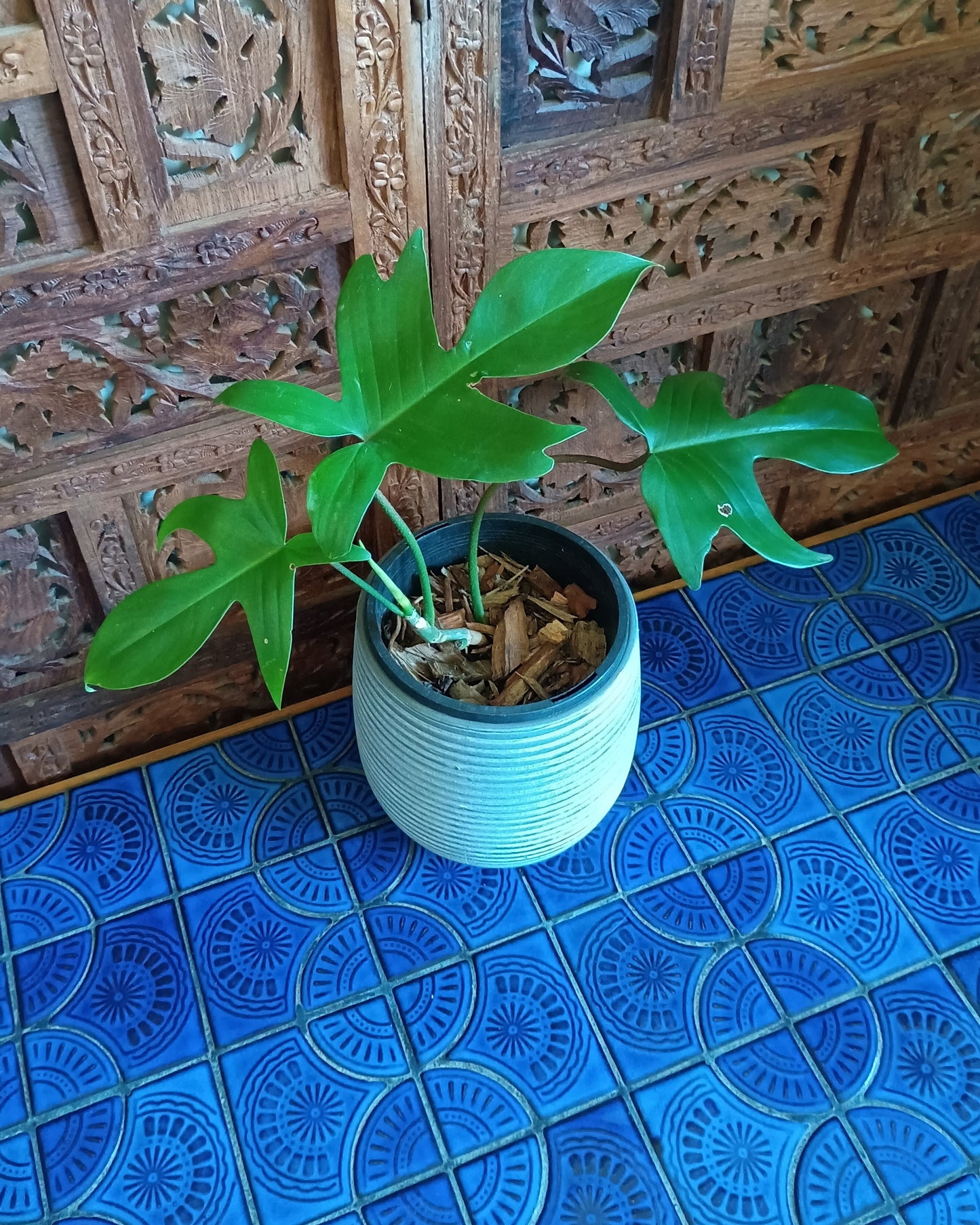 Philodendron Florida