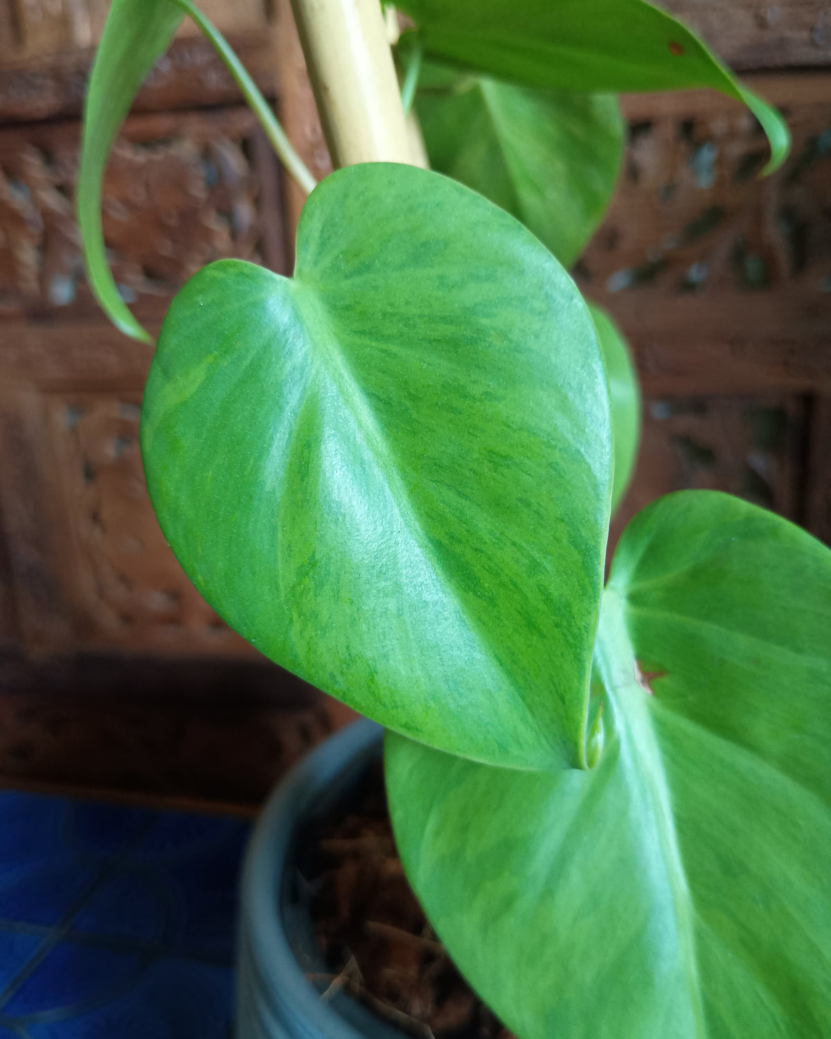 Philodendron Hederaceum var. Oxycardium Variegata