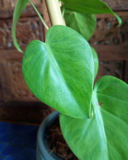Philodendron Hederaceum var. Oxycardium Variegata