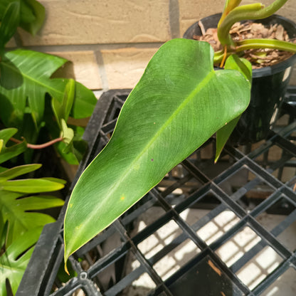 🌱 Philodendron Tuxtlanum
