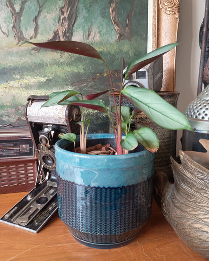 Ctenanthe Grey Star