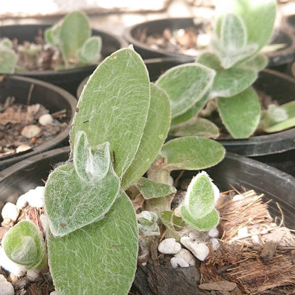 🌱 Tradescantia Sillamontana