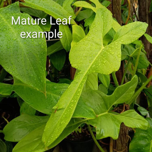 Philodendron Bipennifolium