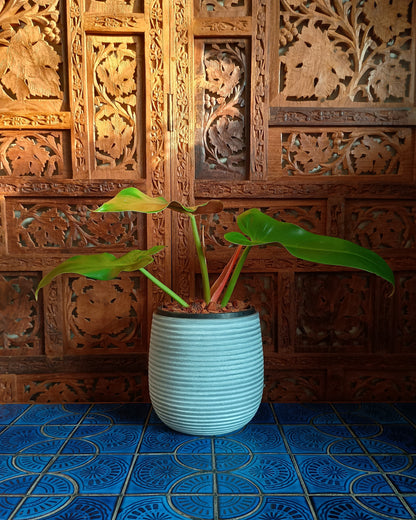 Philodendron Mexicanum