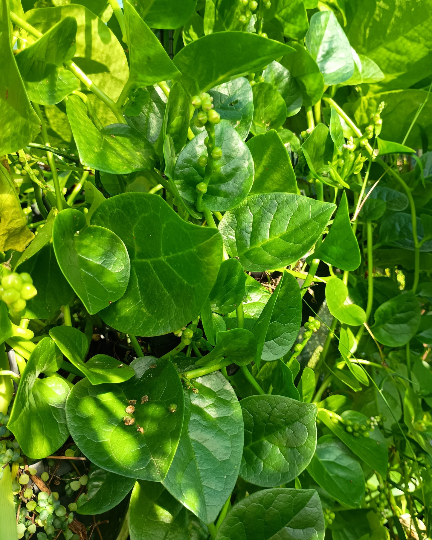 Basella alba ( Malabar Spinach )