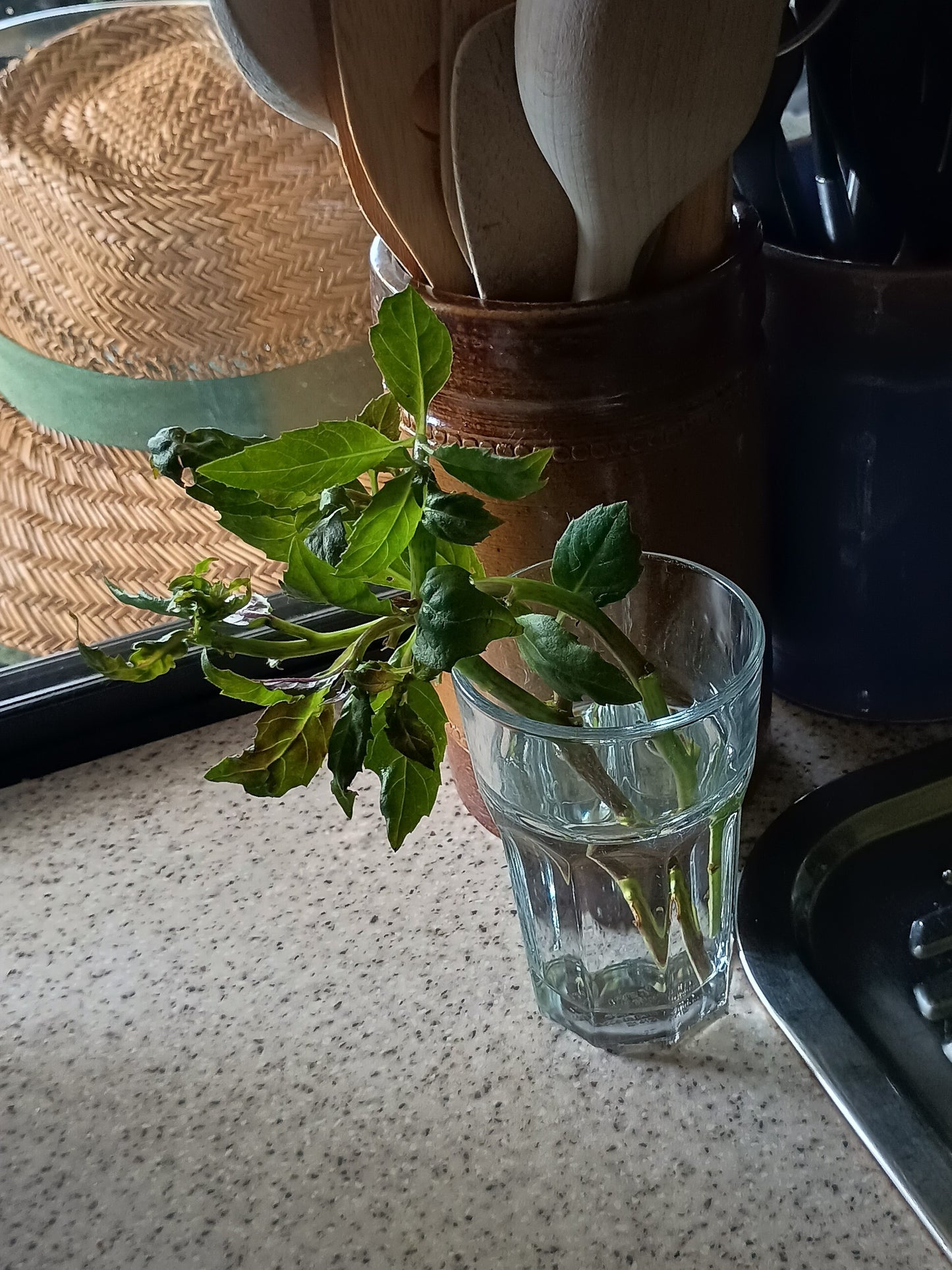 Gynura Bicolor aka Okinawa Spinach
