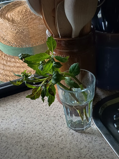 Gynura Bicolor aka Okinawa Spinach